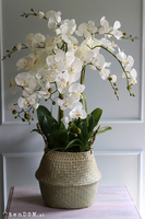 Georgia Big 2, efektowny storczyk w koszu z trawy, wys.86cm