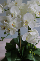 Leonardo, gumowy storczyk w lustrzanej misie, wys.55cm 