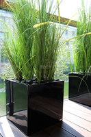 kompozycja Trawy Macarena w sześciennej czarnej donicy, wys.140cm 