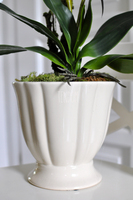 storczyk Loretto w ceramicznej, kremowej donicy wys.53cm