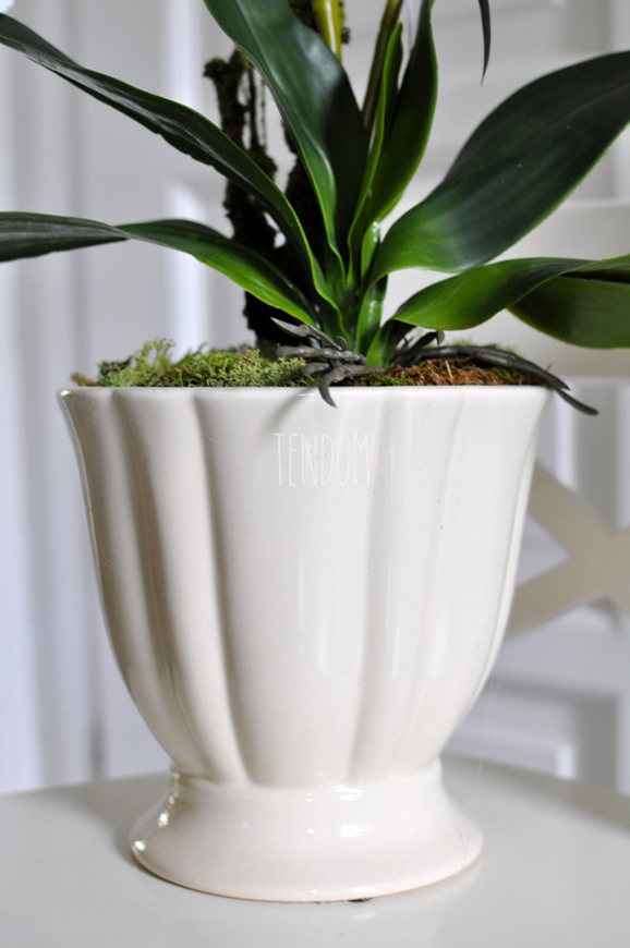 storczyk Loretto w ceramicznej, kremowej donicy wys.53cm