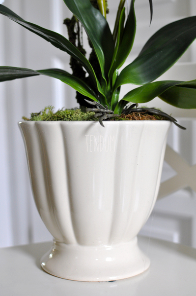 storczyk Loretto w ceramicznej, kremowej donicy wys.53cm