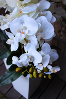 bardzo duży storczyk Home Design White Grande w donicy, wys.125cm 