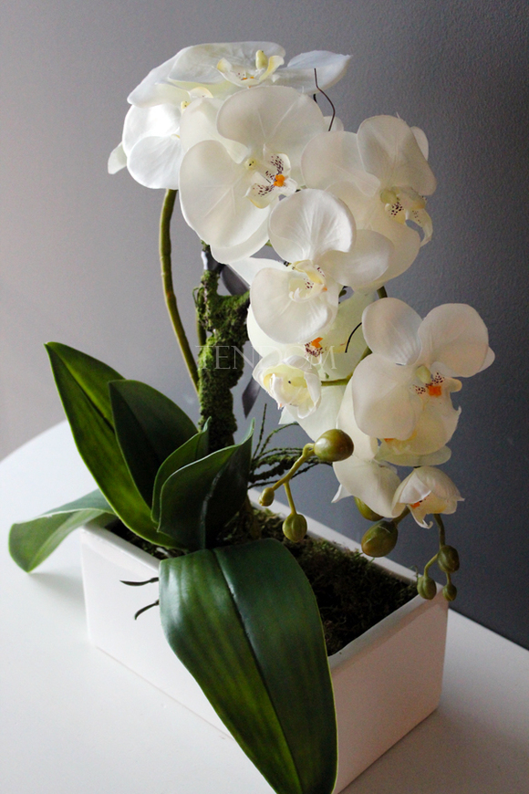 storczyk Banerra w minimalistycznej donicy, wys.45cm