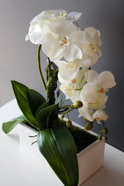 storczyk Banerra w minimalistycznej donicy, wys.45cm