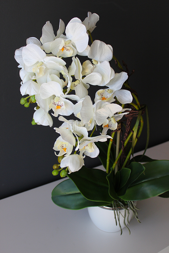 storczyk Mini Orchid w biało-srebrnej donicy, wys.50cm