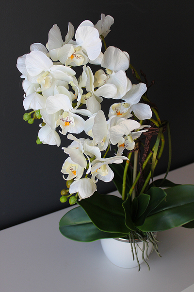 storczyk Mini Orchid w biało-srebrnej donicy, wys.50cm