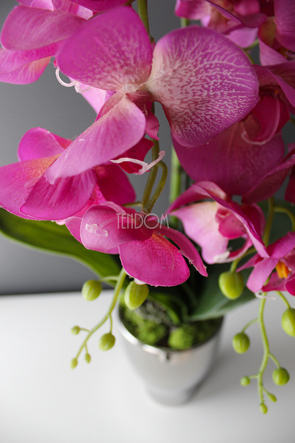 storczyk Fuksja Silver w srebrnej donicy wys.55cm 