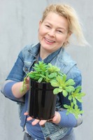 kompozycja Sukulenty Black Design w czarnej wysokiej donicy, wys.23cm