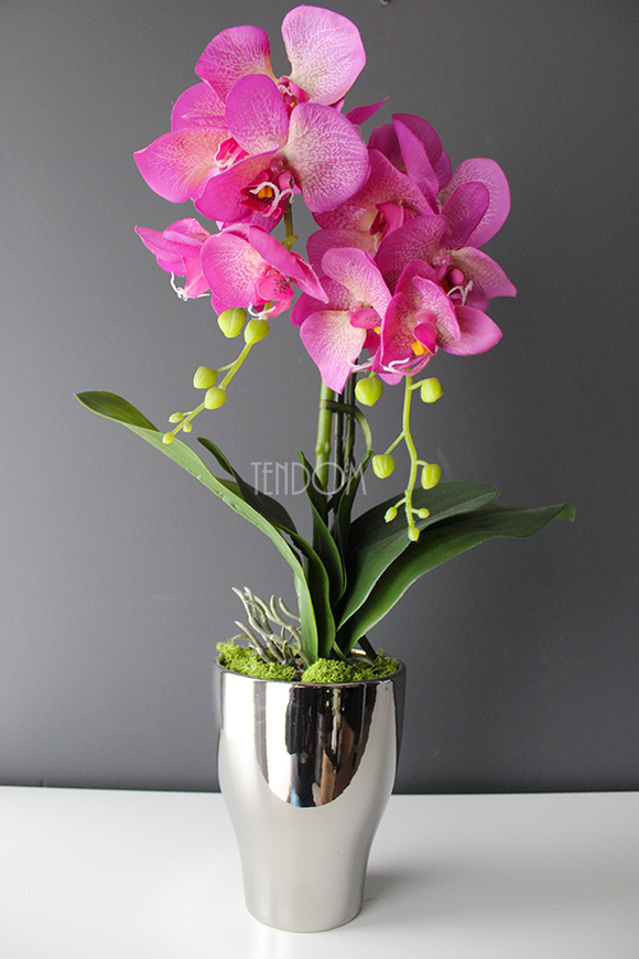 storczyk Fuksja Silver w srebrnej donicy wys.55cm 