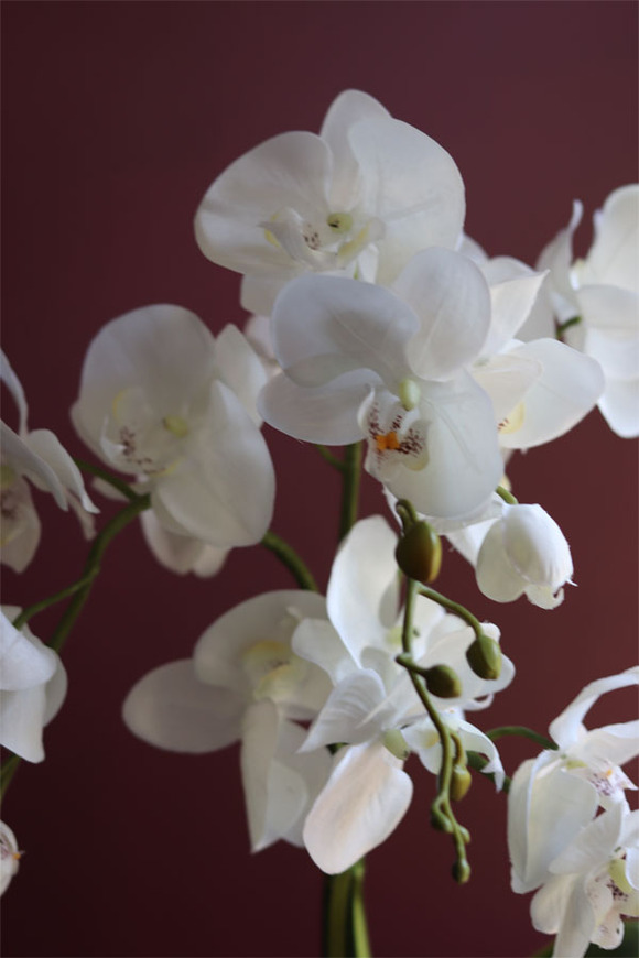 elegancki storczyk w ozdobnej donicy, Verona Mini, wys.60cm