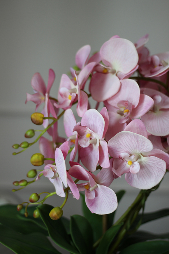 Belluna, różowy storczyk w białej donicy glamour, wys.56cm