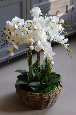 efektowny storczyk w wiklinowym koszu, Rattania Big, wys.86cm 