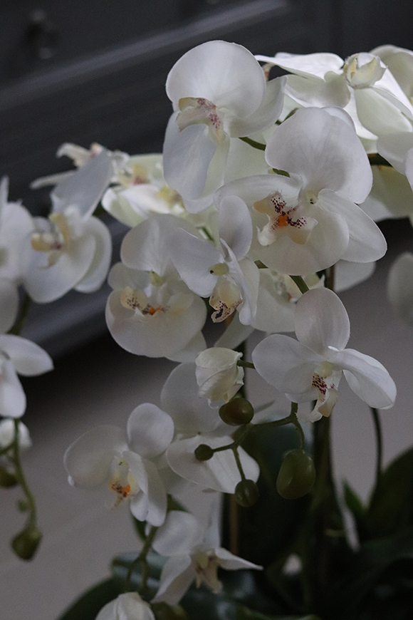 elegancki storczyk w białej donicy ze srebrnym rantem, White Laos, wys.70cm