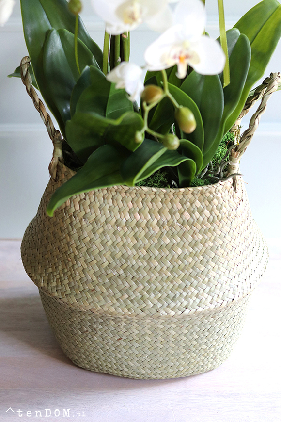 Georgia Big 2, efektowny storczyk w koszu z trawy, wys.86cm