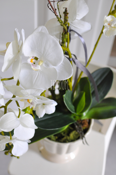 storczyk Loretto w ceramicznej, kremowej donicy wys.53cm