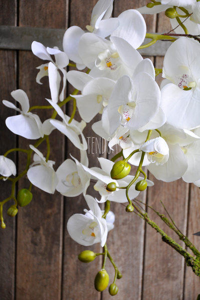 storczyk Terranova w kremowej donicy, wys.69cm