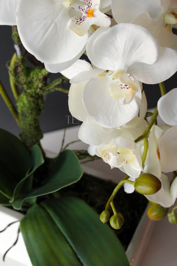 storczyk Banerra w minimalistycznej donicy, wys.45cm