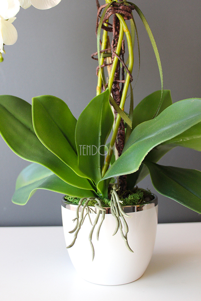 storczyk Mini Orchid w biało-srebrnej donicy, wys.50cm