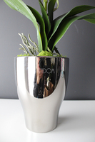 storczyk Fuksja Silver w srebrnej donicy wys.55cm