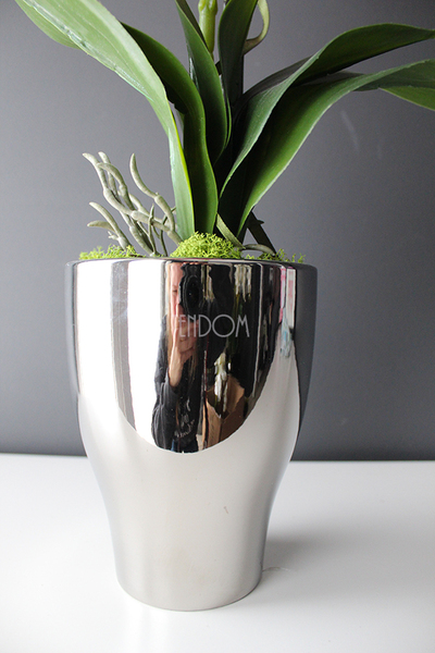storczyk Fuksja Silver w srebrnej donicy wys.55cm