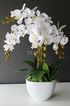 Cinderella Small, elegancki storczyk w białej donicy, wys.60cm 