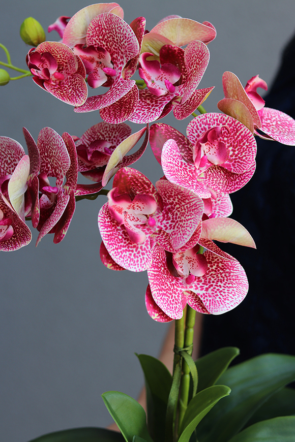 Ribella Granada, storczyk w białej donicy, wys.53cm