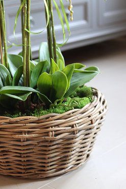 efektowny storczyk w wiklinowym koszu, Rattania Big, wys.86cm 