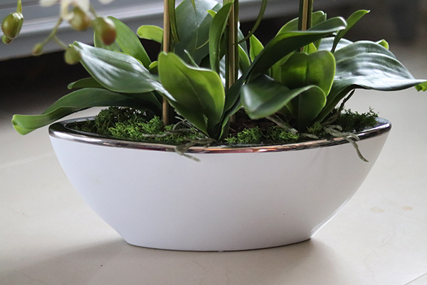 elegancki storczyk w białej donicy ze srebrnym rantem, White Laos, wys.70cm