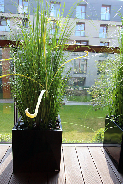 kompozycja Trawy Macarena w sześciennej czarnej donicy, wys.140cm 