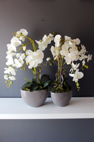 dwa storczyki w szarych donicach Rebeca, wys. obu 69 i 68cm