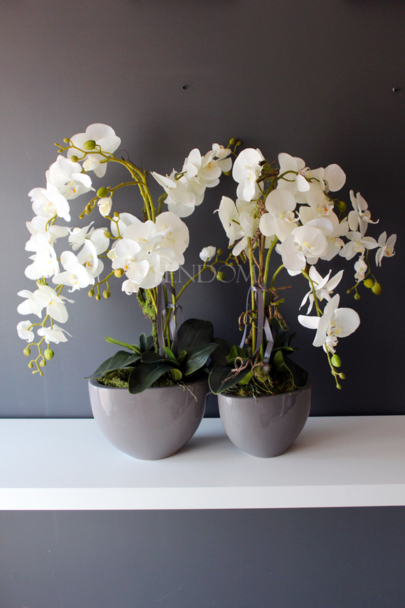 dwa storczyki w szarych donicach Rebeca, wys. obu 69 i 68cm