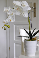 storczyk Odessa w ceramicznej, białej donicy wys. ok. 51cm