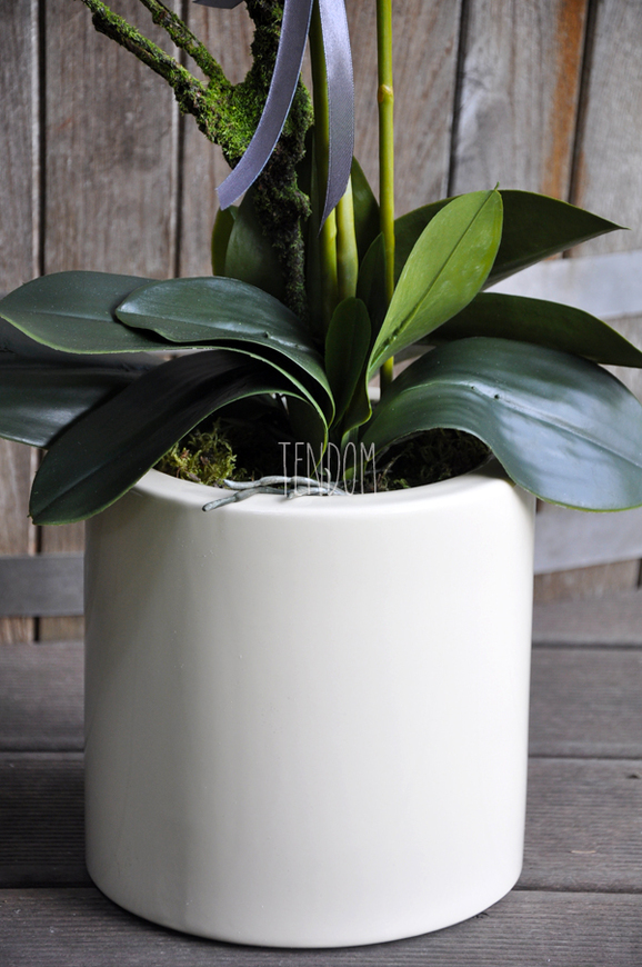 storczyk Terranova w kremowej donicy, wys.69cm