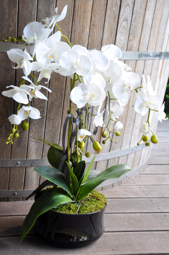 storczyk w czarnej okrągłej donicy Black 2, wys.75cm