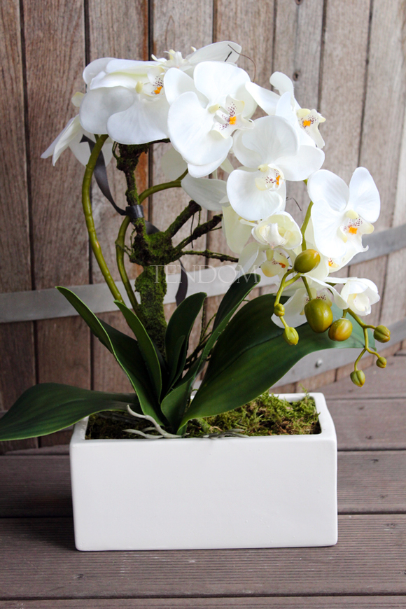 storczyk Banerra w minimalistycznej donicy, wys.45cm