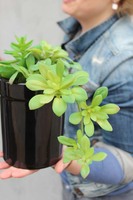 kompozycja Sukulenty Black Design w czarnej wysokiej donicy, wys.23cm