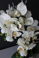 storczyk Mini Orchid w biało-srebrnej donicy, wys.50cm