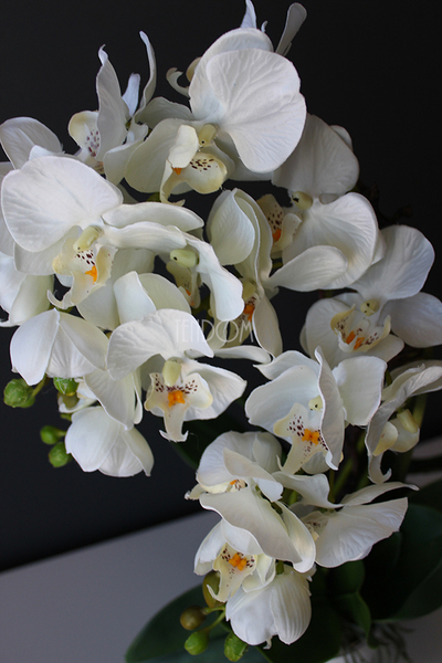 storczyk Mini Orchid w biało-srebrnej donicy, wys.50cm