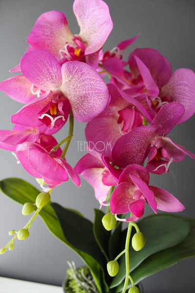 storczyk Fuksja Silver w srebrnej donicy wys.55cm 