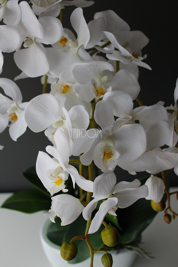 Cinderella Small, elegancki storczyk w białej donicy, wys.60cm