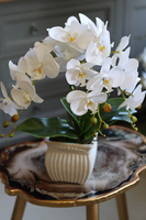 elegancki biały storczyk w ceramicznej donicy, Milua, wys.46cm