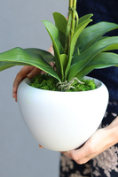 Ribella Granada, storczyk w białej donicy, wys.53cm