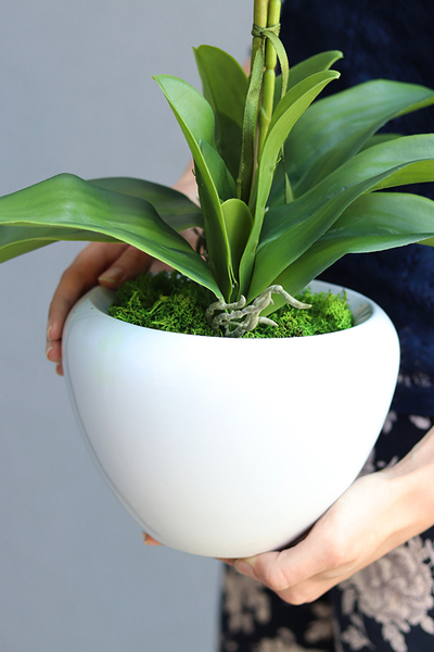 Ribella Granada, storczyk w białej donicy, wys.53cm