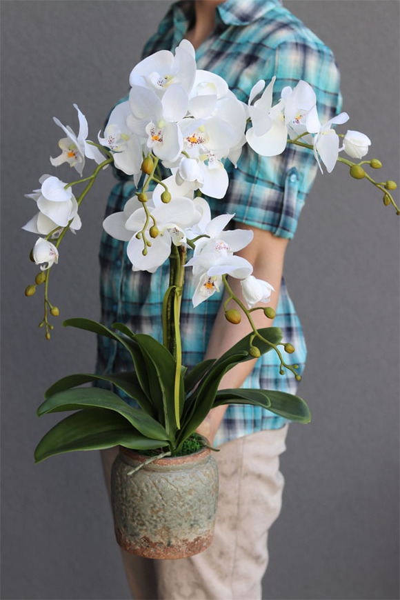 elegancki storczyk w ozdobnej donicy, Verona Mini, wys.60cm