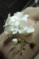 gałązka kwiatowa, sztuczny storczyk / orchidea Cream III, 1 szt, dł.95cm 