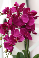 efektowny sztuczny storczyk, Ramona, wys.57cm