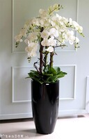 Grande Fiberglass Extra, biały storczyk w czarnej donicy z fiberglass, wys.142cm