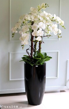 Grande Fiberglass Extra, biały storczyk w czarnej donicy z fiberglass, wys.142cm