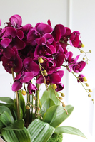 Linotto, fioletowy storczyk w asymetrycznej misie, wys.54cm